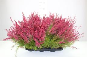 Erica gracilis 
