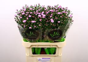 Aster double date pink