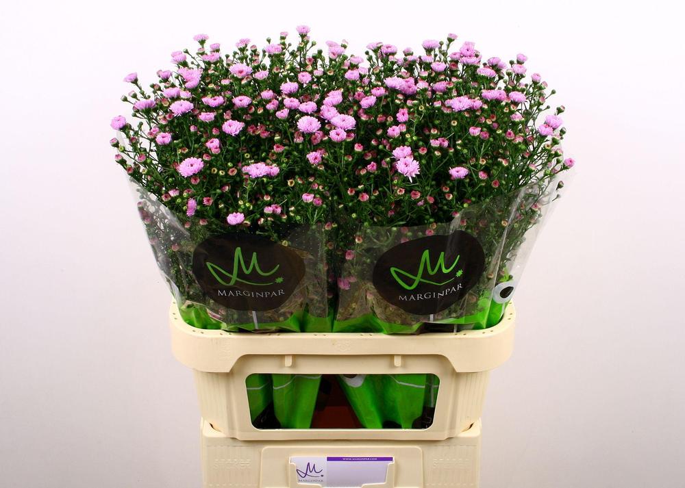 Aster double date pink