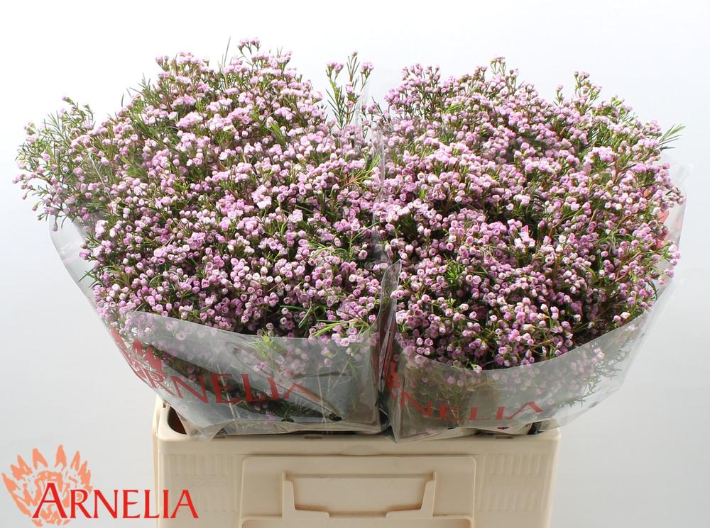 Chamelaucium pirouette