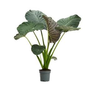 Alocasia Regal Shields