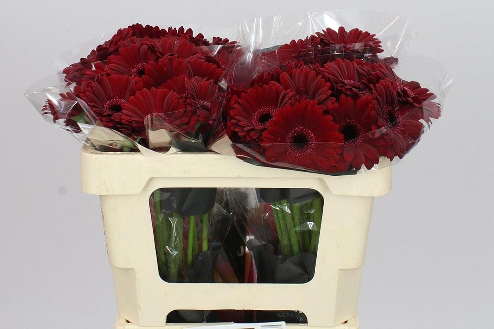 Germini aqua black tie