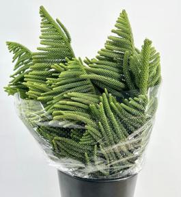 Zeleň - araucaria bal.