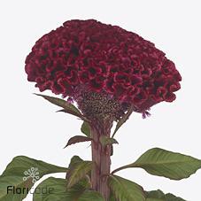 Celosia act indian summerburgundy