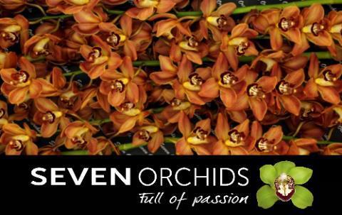 Cymbidium brown soweto