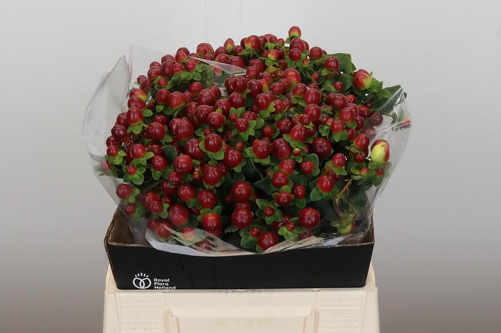 Hypericum magical seasons