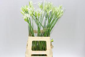 Nerine bo polar bear