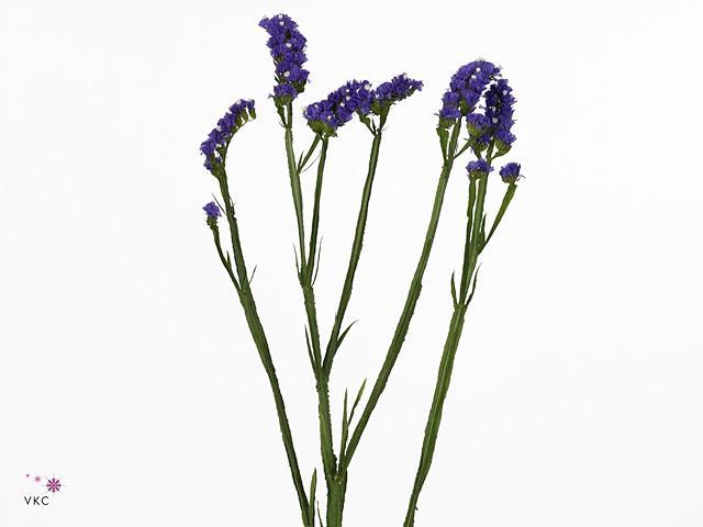 Statice navy sun birds