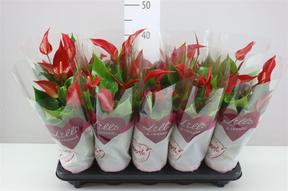 Anthurium Banderola Roja