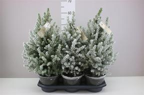 Picea glauca December sníh