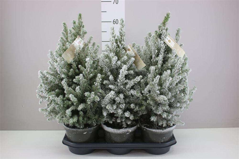 Picea glauca December sníh