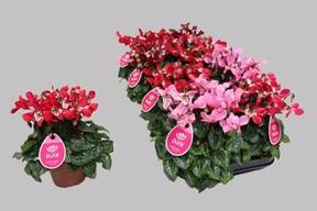 Cyclamen Super Serie Djix