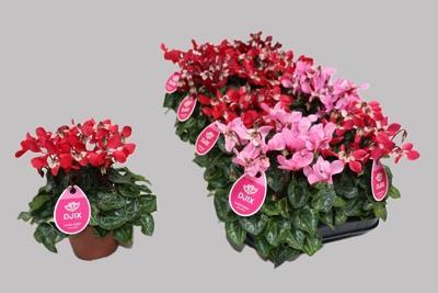 Cyclamen Super Serie Djix