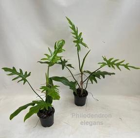 Philodendron Elegans