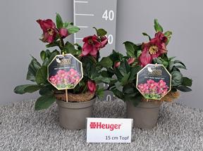 Helleborus Gold Collection mix