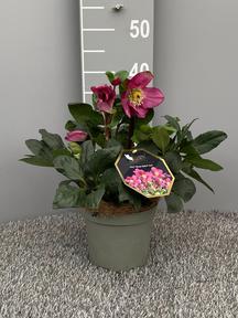 Helleborus Gold Collection mix