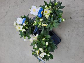 Helleborus niger Jasper white