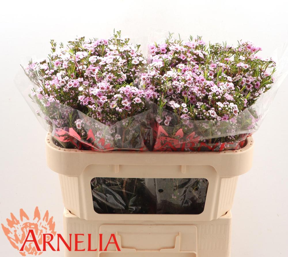 Chamelaucium giselle