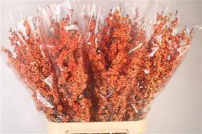 Ilex magical daydream