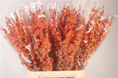 Ilex magical daydream