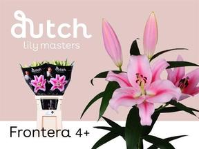 Lilium or frontera