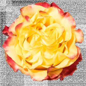 Rosa gr sunset x-pression