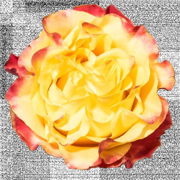 Rosa gr sunset x-pression