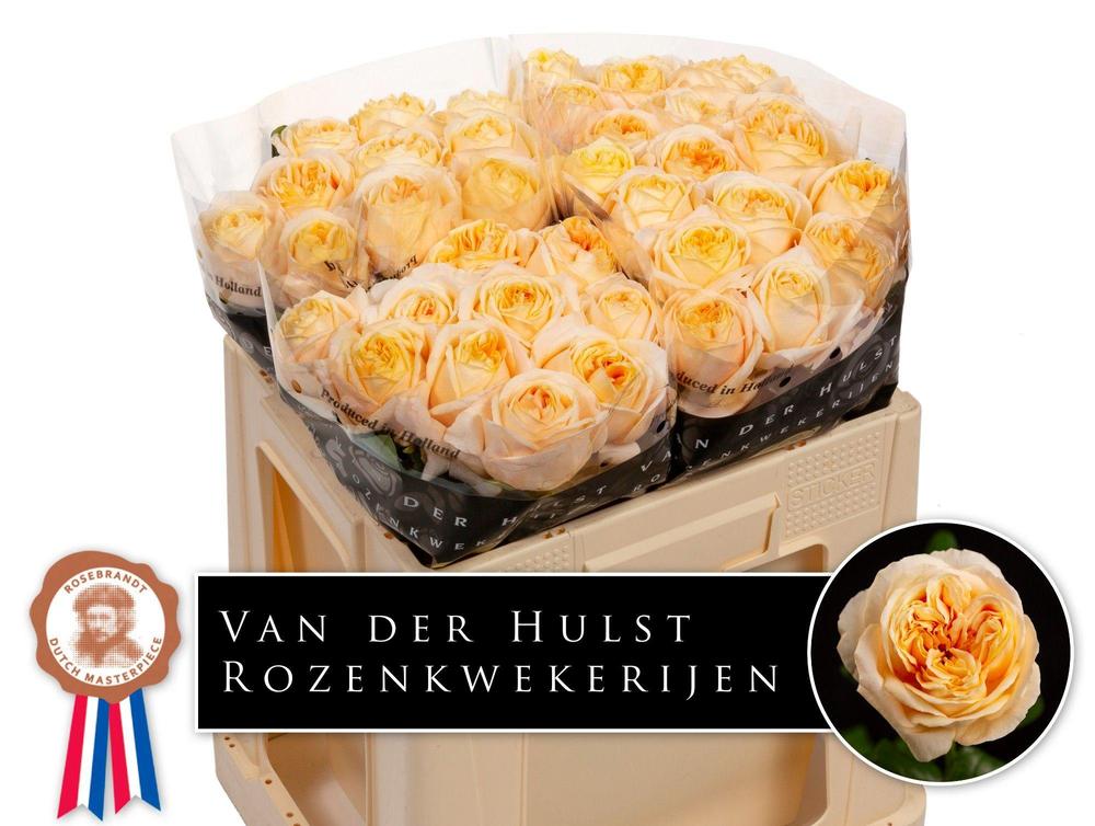 Rosa gr garden london tower