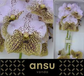 Vanda divana seashell honey