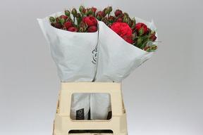 Rosa tr freiland red piano