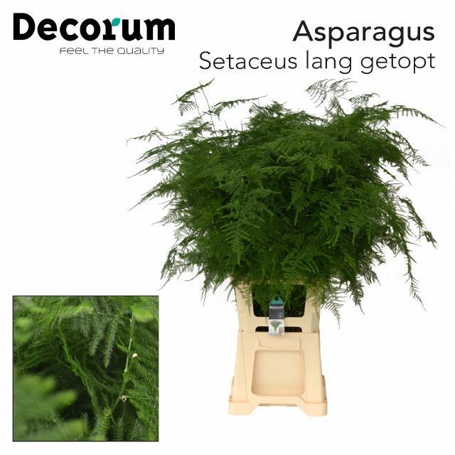 Zeleň - asparagus setaceus