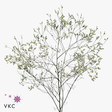 Limonium cool diamond