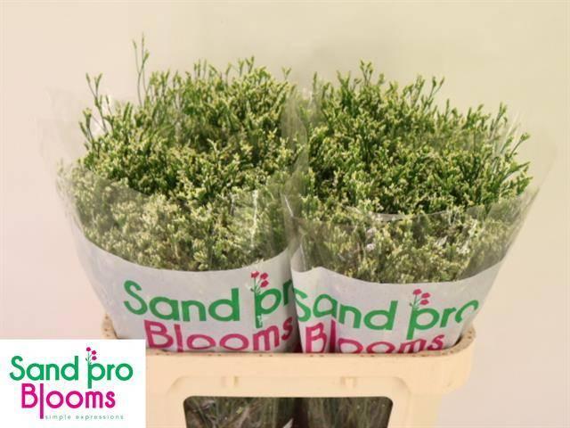 Limonium cool diamond