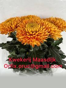 Chrys gp rossano orange