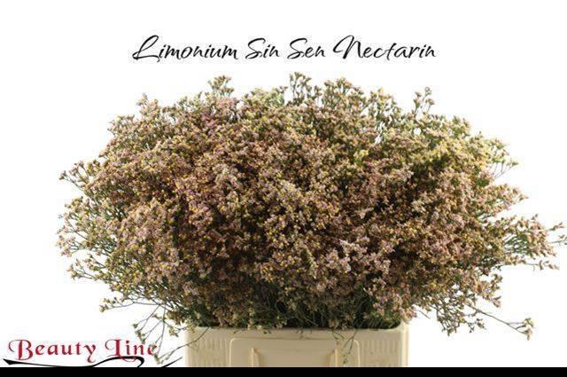 Limonium sensy nectarine