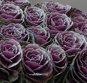 Brassica magical snow