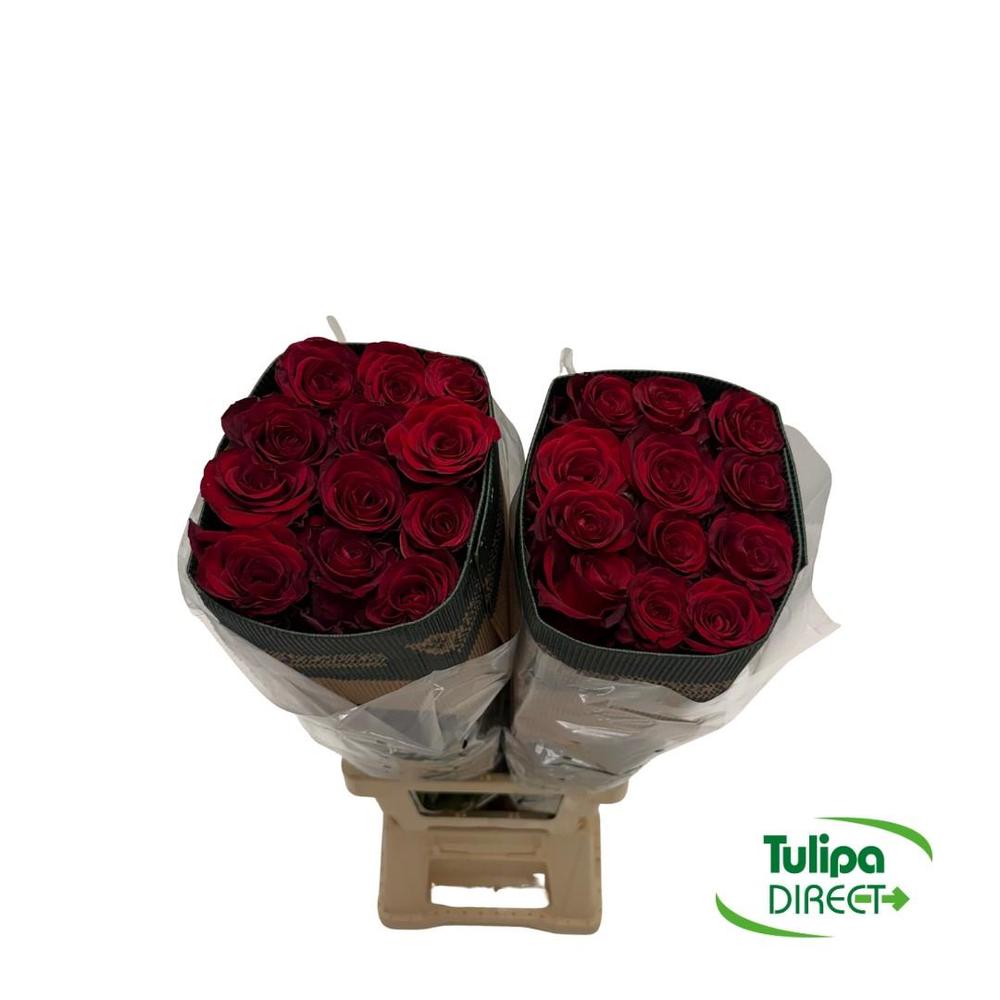 Rosa ec redvolution DIRECT (ecu) x25