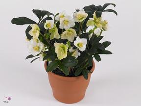 Helleborus White Princess