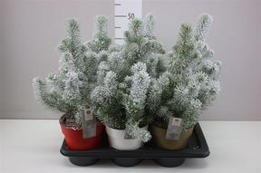 Pinus Silvercrest snow
