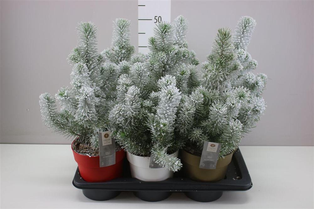 Pinus Silvercrest snow