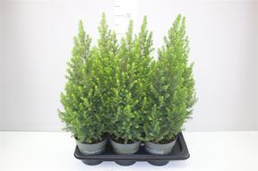 Picea glauca Magnifique