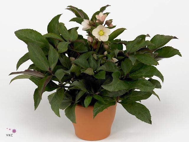 Helleborus niger Wintergold