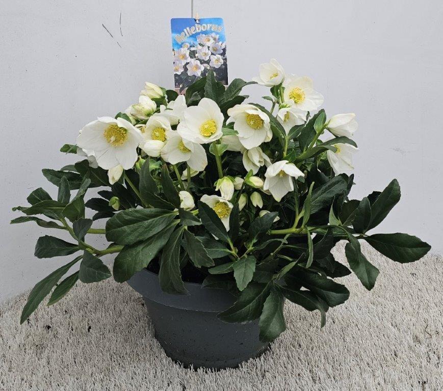 Helleborus niger Wintergold