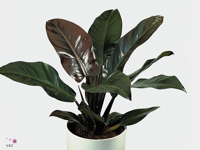 Philodendron Red Sun