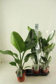 Strelitzia Nicolai