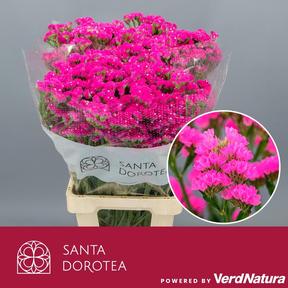Statice sinuet dark pink