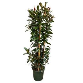 Ficus el. Melany