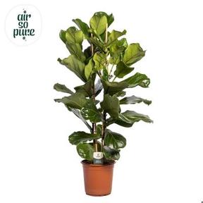 Ficus lyrata 2PP
