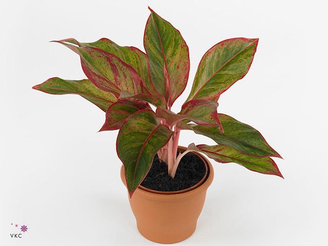 Aglaonema Pictus Tricolor