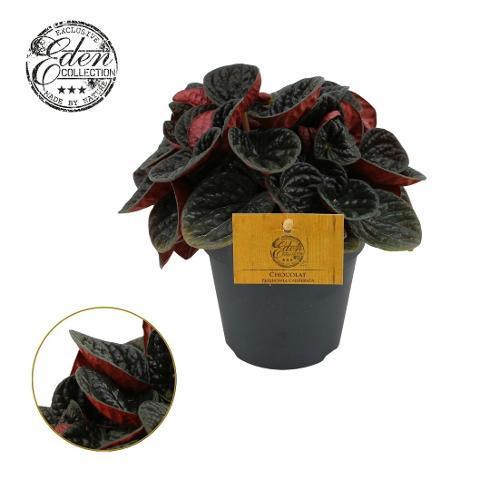 Peperomia Chocolat